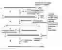 Fig. 01 - Methods and kits for nucleic acid amplification