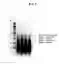 Fig. 06 - Methods and kits for nucleic acid amplification