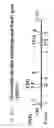Fig. 280 - Detection of genetic polymorphisms