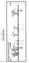 Fig. 34 - Detection of genetic polymorphisms