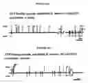 Fig. 89 - Detection of genetic polymorphisms