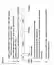 Fig. 07 - Compositions and methods for the treatment of cancer