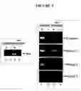 Fig. 06 - Compositions and methods for treating and diagnosing cancer