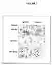 Fig. 08 - Compositions and methods for treating and diagnosing cancer