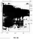 Fig. 05 - Biomarkers for toxic algae
