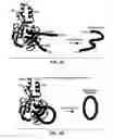 Fig. 04 - In vivo production of cyclic peptides