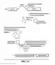 Fig. 29 - In vivo production of cyclic peptides