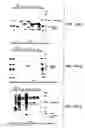 Fig. 40 - In vivo production of cyclic peptides