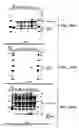 Fig. 41 - In vivo production of cyclic peptides