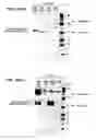 Fig. 43 - In vivo production of cyclic peptides