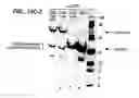 Fig. 44 - In vivo production of cyclic peptides