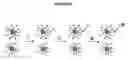 Fig. 09 - Methods for determining protein binding specificity using peptide libraries