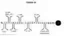 Fig. 11 - Methods for determining protein binding specificity using peptide libraries