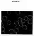 Fig. 12 - Methods for determining protein binding specificity using peptide libraries