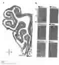 Fig. 08 - Recombined cell system for deorphanizing g protein-coupled receptors