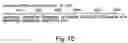 Fig. 91 - Virulence Associated Nucleic Acid Sequences and Uses Thereof