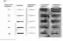 Fig. 02 - Method for detecting protein