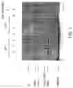 Fig. 05 - Human NEDD8 activating enzyme 1 beta proteins and uses thereof