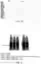 Fig. 10 - Human NEDD8 activating enzyme 1 beta proteins and uses thereof