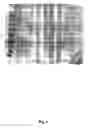 Fig. 07 - Cyclodextrin affinity purification