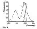 Fig. 04 - Modified green fluorescent proteins and methods for using same