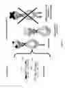 Fig. 02 - Methods for generating monovalent IgG