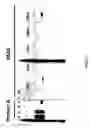 Fig. 03 - Methods for generating monovalent IgG