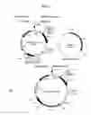 Fig. 06 - Dna encoding a protein having d-lactate dehydrogenase activity and uses thereof