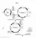 Fig. 07 - Dna encoding a protein having d-lactate dehydrogenase activity and uses thereof