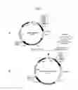 Fig. 08 - Dna encoding a protein having d-lactate dehydrogenase activity and uses thereof