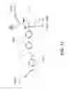 Fig. 13 - Aggrecanase structure