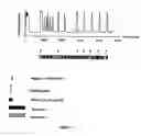 Fig. 07 - Method for the controlled release of calcium from intracellular calcium stores of oocytes