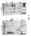 Fig. 04 - Retrovirus from the HIV group and its use