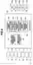 Fig. 05 - Multispeed automatic transmission