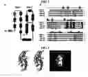 Fig. 02 - Non-activated polypeptides having a function of tissue regeneration and method for preparing the same