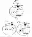 Fig. 04 - Non-activated polypeptides having a function of tissue regeneration and method for preparing the same