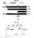 Fig. 07 - Non-activated polypeptides having a function of tissue regeneration and method for preparing the same