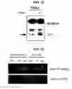 Fig. 08 - Non-activated polypeptides having a function of tissue regeneration and method for preparing the same