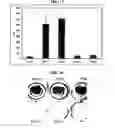 Fig. 09 - Non-activated polypeptides having a function of tissue regeneration and method for preparing the same