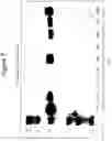 Fig. 08 - Anti-CD26 antibodies and methods of use thereof
