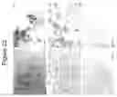 Fig. 23 - Anti-CD26 antibodies and methods of use thereof