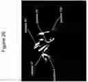 Fig. 28 - Anti-CD26 antibodies and methods of use thereof