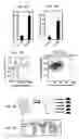 Fig. 04 - Compositions of active Wnt protein
