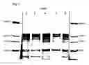 Fig. 03 - Therapeutic agent for iNOS generating illness