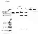 Fig. 07 - Therapeutic agent for iNOS generating illness
