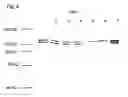 Fig. 09 - Therapeutic agent for iNOS generating illness
