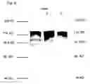 Fig. 10 - Therapeutic agent for iNOS generating illness