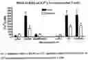 Fig. 10 - THERAPEUTICS