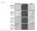 Fig. 04 - Methods and compositions associated with administration of an extract of 