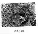 Fig. 35 - Biocompatible poly-beta-1-4-N-acetylglucosamine